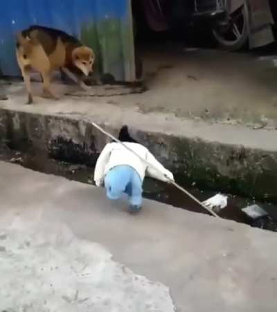 dangerous rooster with a weapon