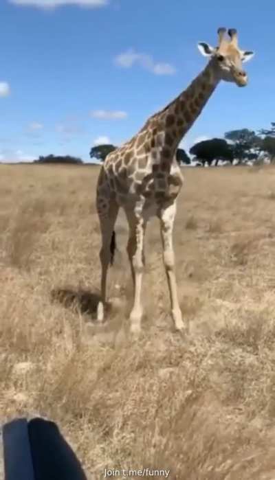 🔥 Giraffe eating grass
