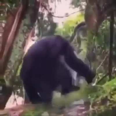 Golrila
