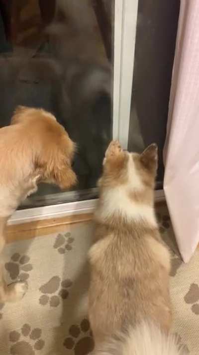 To eat the bug