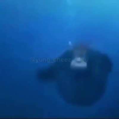 Sea Monkey pt3