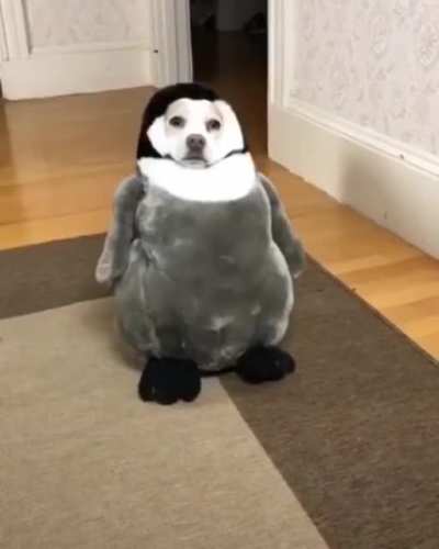 Guys I just found out Apandah femboy isn't real😟😦😟😧😧(this is a funny dog video that help me through the realisation)