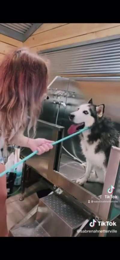 I&rsquo;m honestly amazed by the variety of noises a husky can make