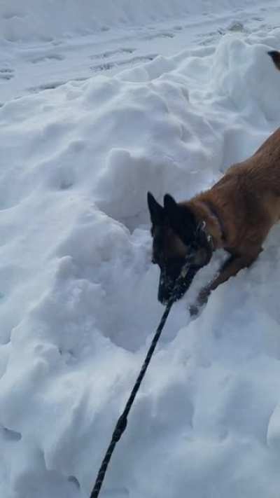 Gus playing in the snow
