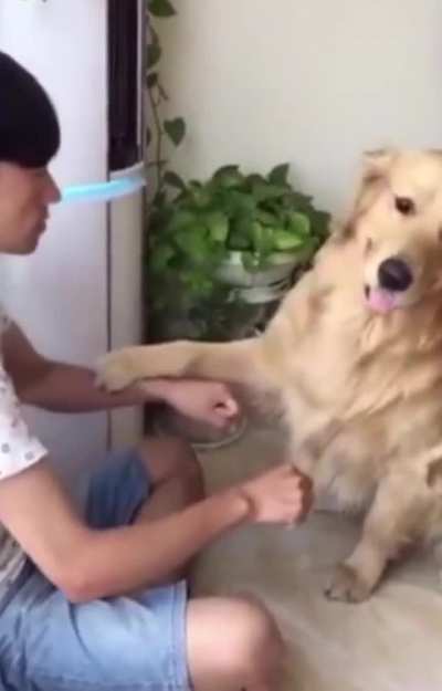Dog Fails