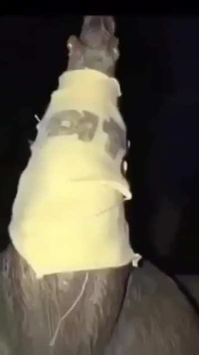 Cursed_rat