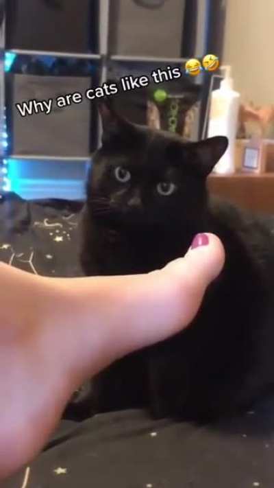 Why are cats like this?