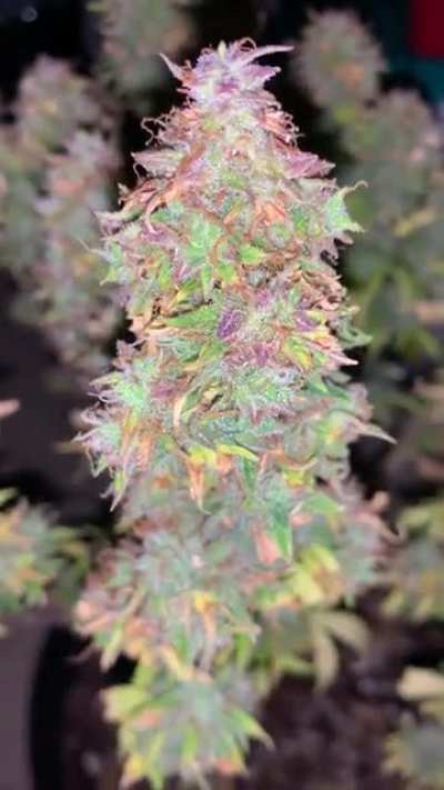 Mystery Buddha Seed