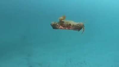 I had no idea crabs could do this