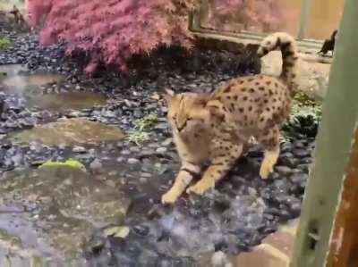Cat in rain