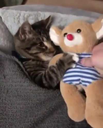 The way those paws cling to teddy 🥺🥺❤