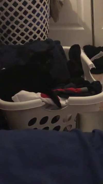 The way my cat is sitting makes it look like that&rsquo;s his arm moving