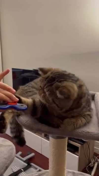 Fidget Spinnin&rsquo; Cat