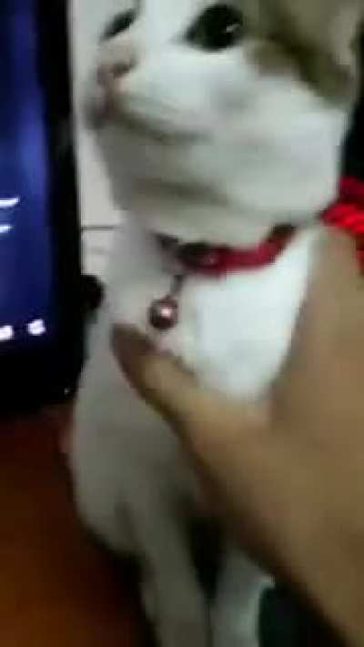 To fix the cat