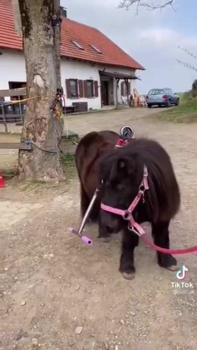 Little horse has skillz