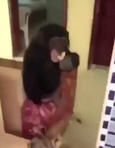 monkey smoking that gas