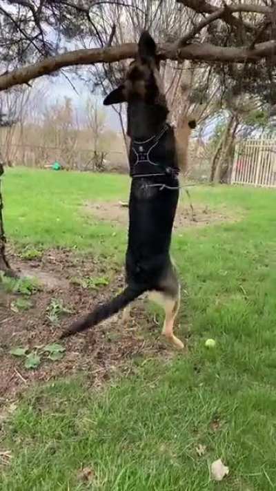 He wants THAT particular stick