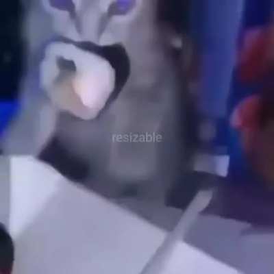 😺😺🍣🍣