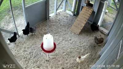 My chickens frozen like statues for several minutes.