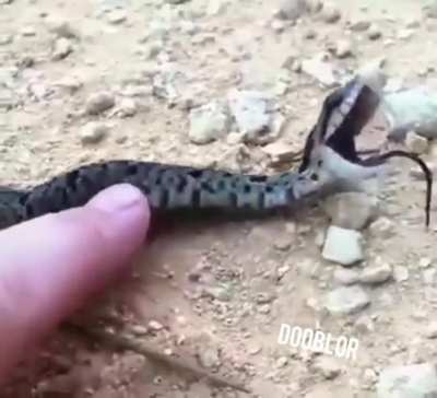 Tickle snake.
