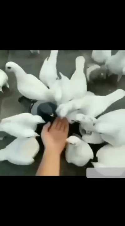 Ducks