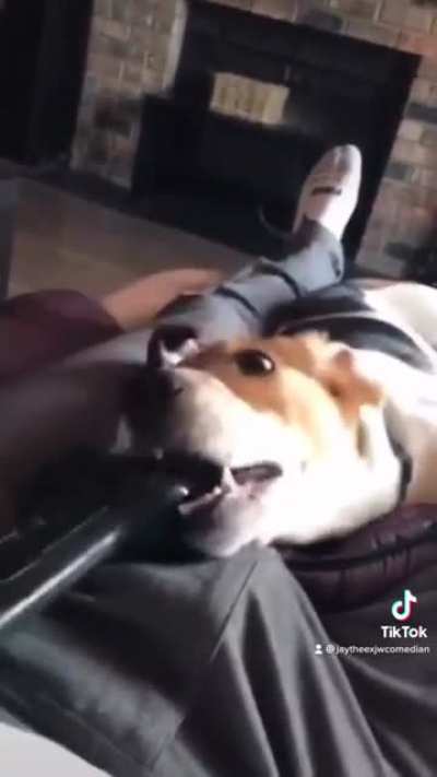 Get a dog they said, it&rsquo;ll be GREAT they said!!!