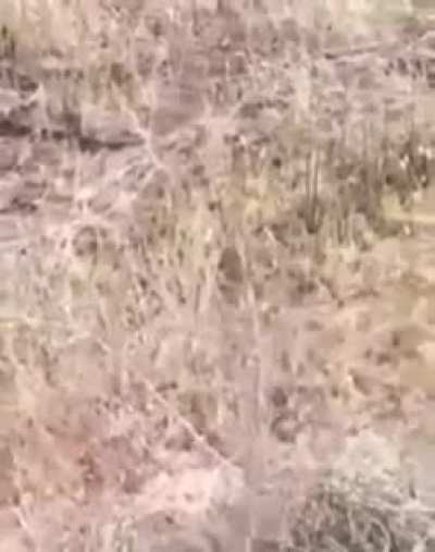 Yılanlar yılanlardır