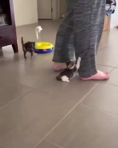 Smol
