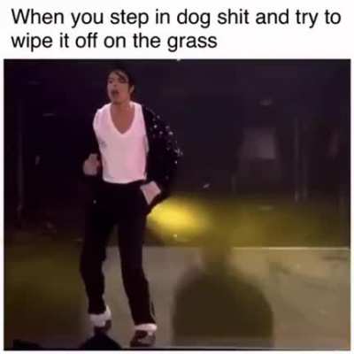 Step in dog doodoo