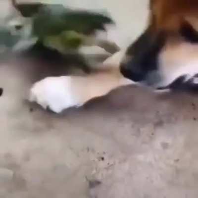sapo