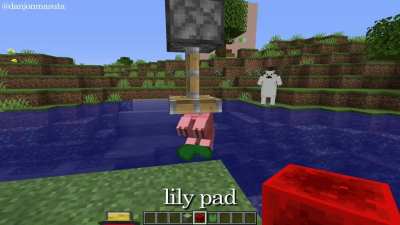 Lily Pad &amp;amp; Pig bug