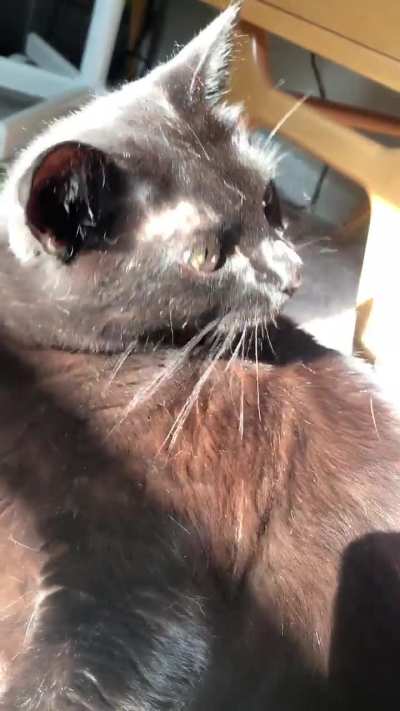 Mega Purr
