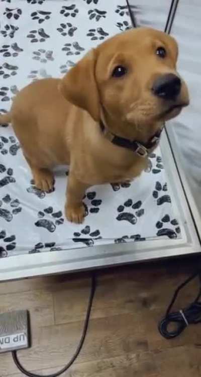 A good boy isn&rsquo;t always a smart boy