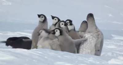 emperor penguin chicks are saved from a predator attack by a neighbouring ad&eacute;lie penguin, who then chaperones them back to their herd to make sure they're safe