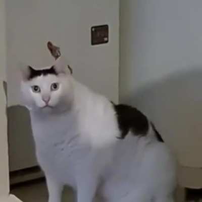 huh