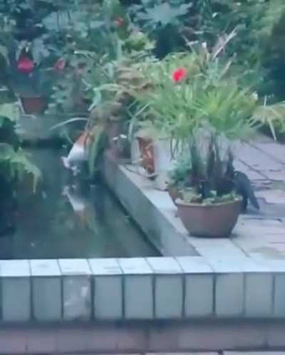 Little jerk