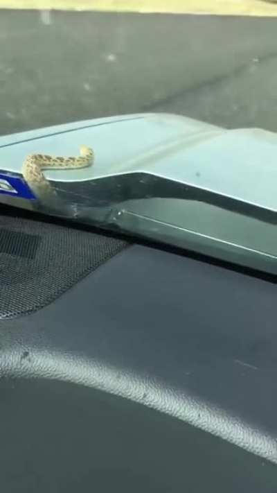 Snake in the hood