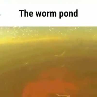 Throw you sadness enjoy the worm pond