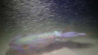 Following an octopus on a night dive when suddenly a squid appears 🐙🦑 Maui Hawaii