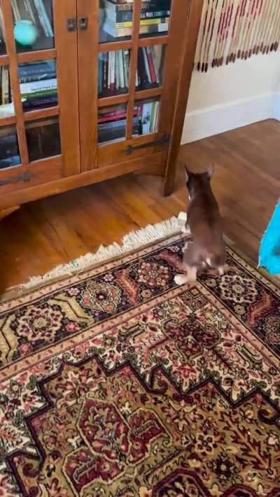 My chihuahua &ldquo;punishing&rdquo;her hambone toy