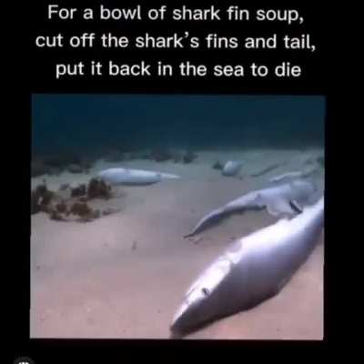 Shark