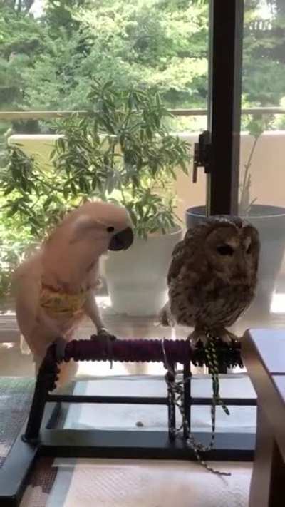 Birdie: "God, I wish I had those wings" Owl: "Do you mind?"
