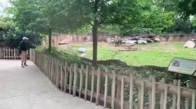 Rhino so happy to see his caretaker he gets the zoomies
