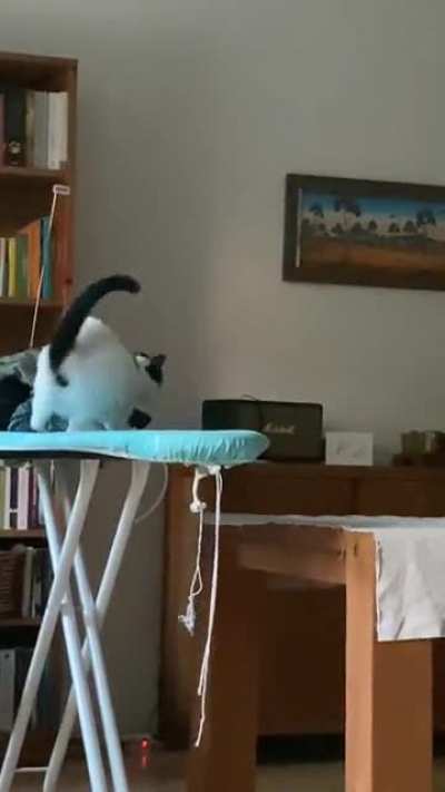Perfectly cut cat scream 😂