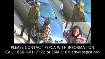 Two guys in Philly let their dogs attack a cat