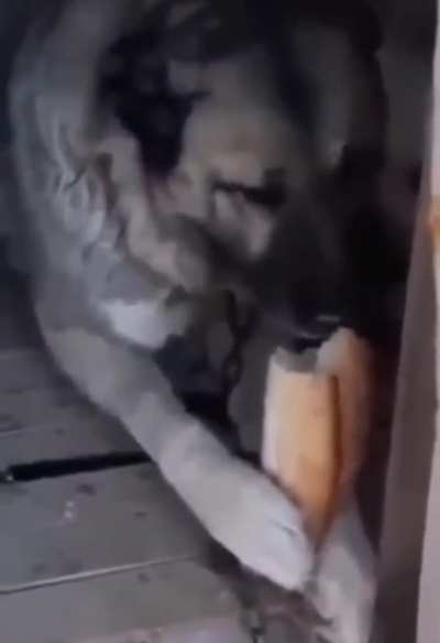 Jaho yayında yabancı gen&ccedil;leri izliyor. Onunla beraber yayını izleyen T&uuml;rkolar