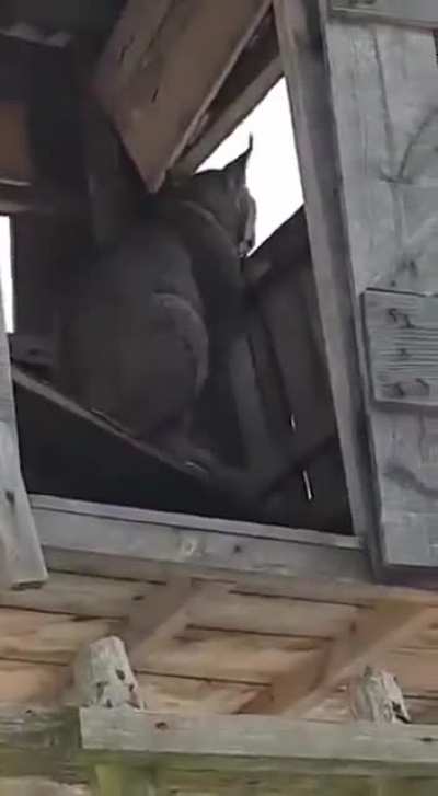 Не мешайте охотиться сер 🧐