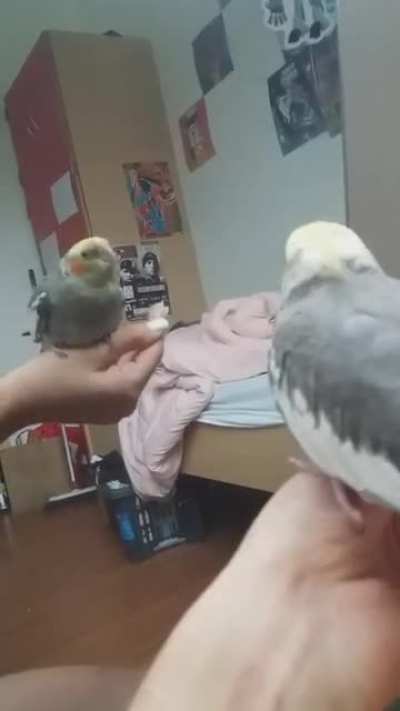 It all started out with happy whistles but changed to this. Is ma lil boi angry at 'the bird in the mirror'?