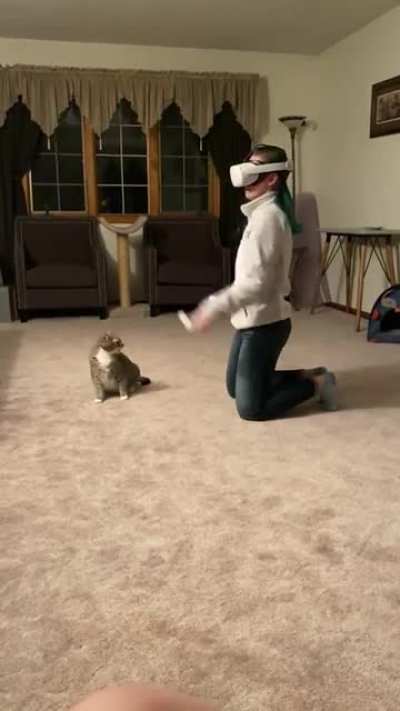 Cat is done waiting for it's turn