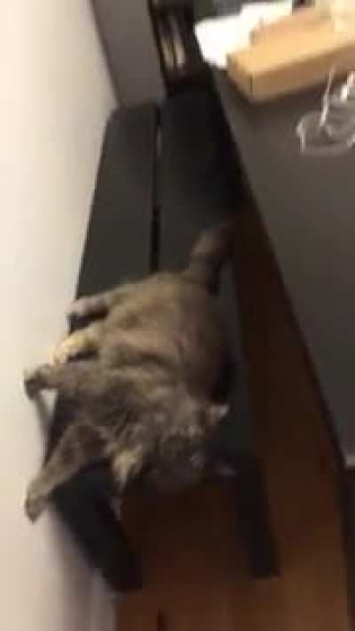 My cat&rsquo;s sense of direction seems off